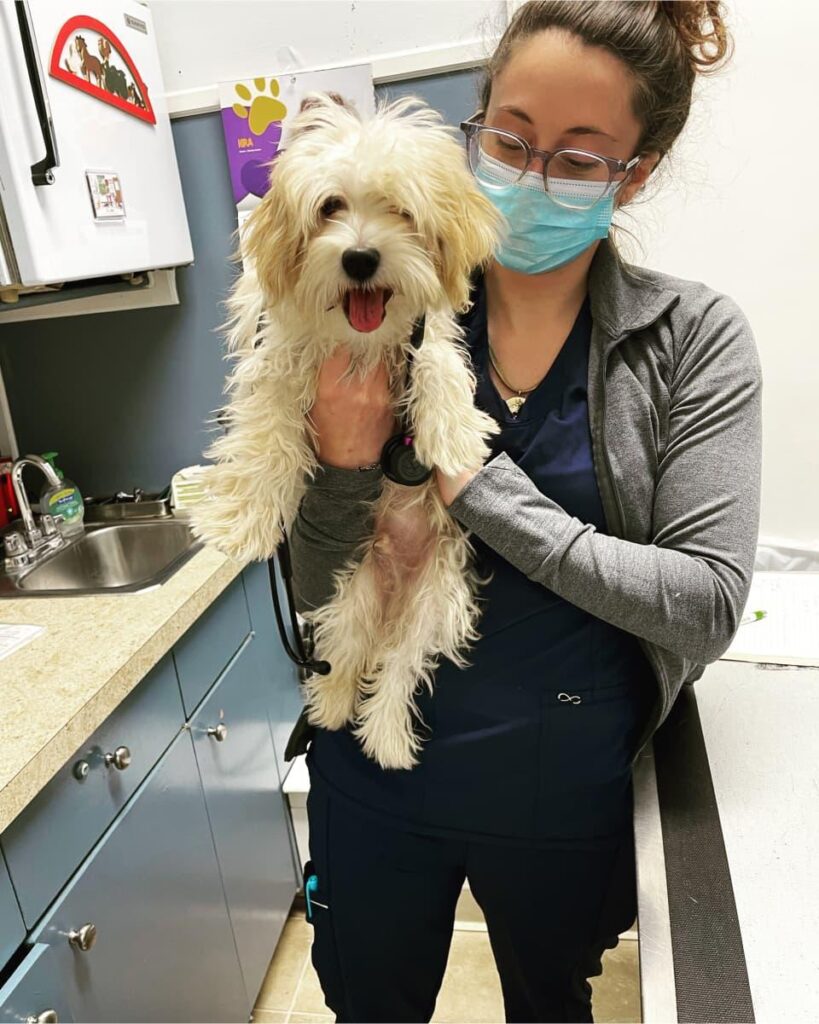 Masked veterinary technician holding happy cream-colored terrier with tongue out