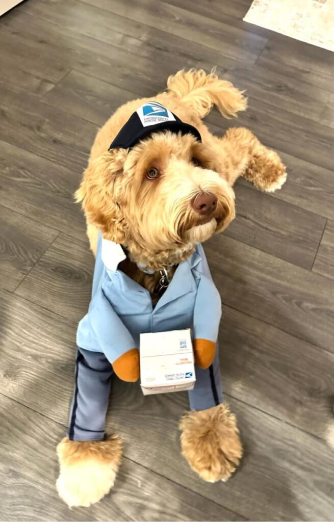 Goldendoodle wearing postal worker uniform and hat