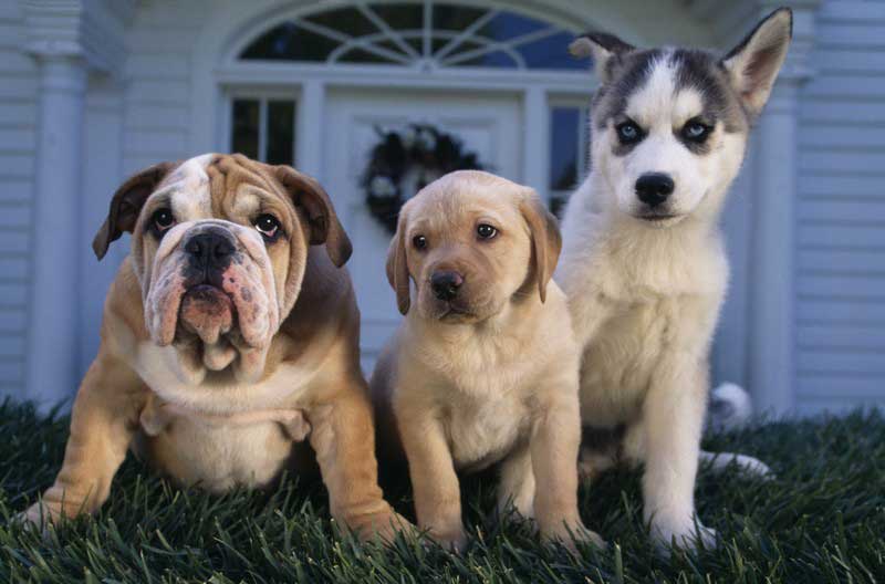 Bulldog, Labrador, and Husky puppies sitting together on grass
