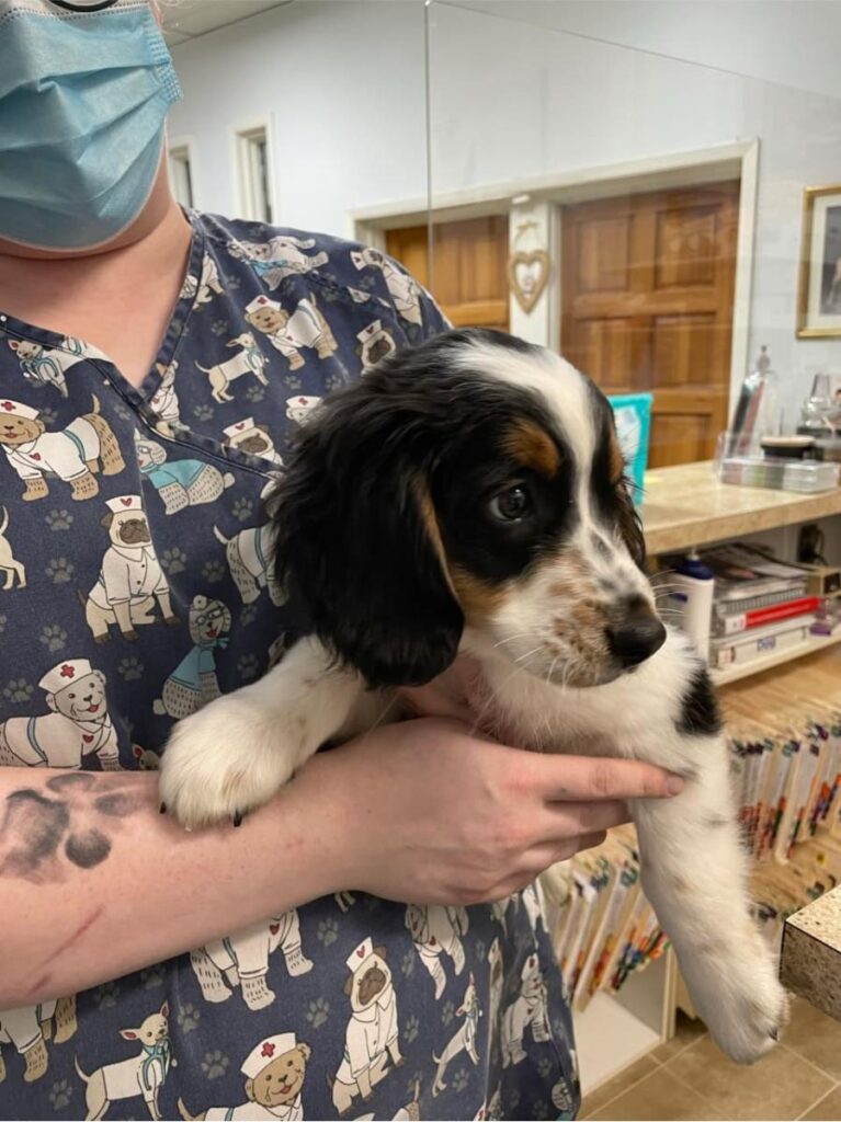 Vet tech in dog-print scrubs holding black, white and tan puppy