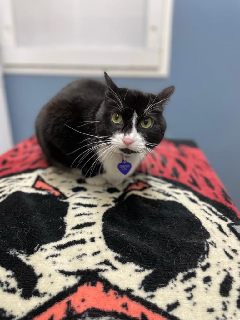 Black and white cat with green eyes sitting on patterned blanket