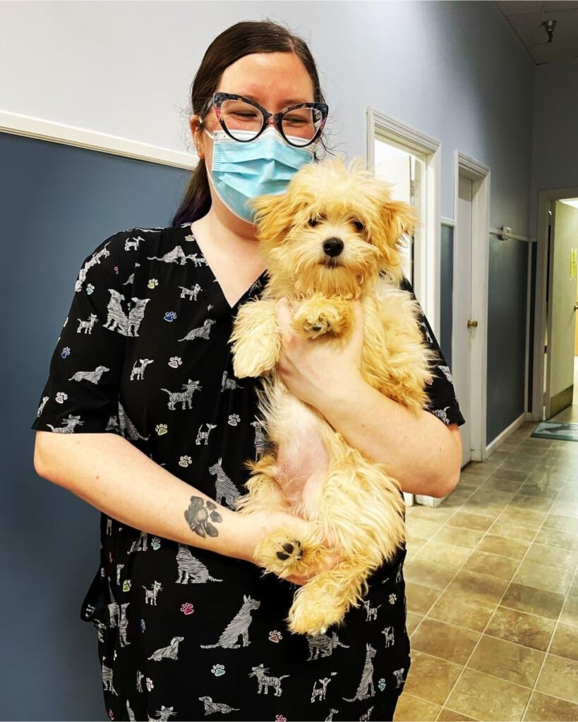 Masked veterinary technician in animal print scrubs holding tan fluffy puppy