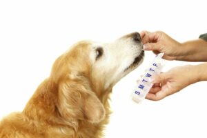 Golden Retriever receiving medication from weekly pill organizer