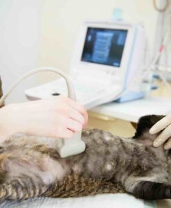 Veterinarian performing ultrasound on tabby cat with monitor visible