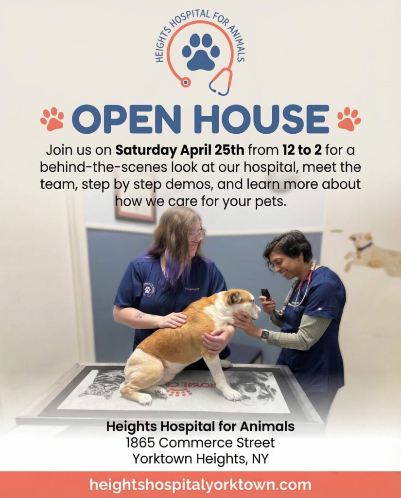 Open house event flyer showing veterinary staff examining dog on x-ray table