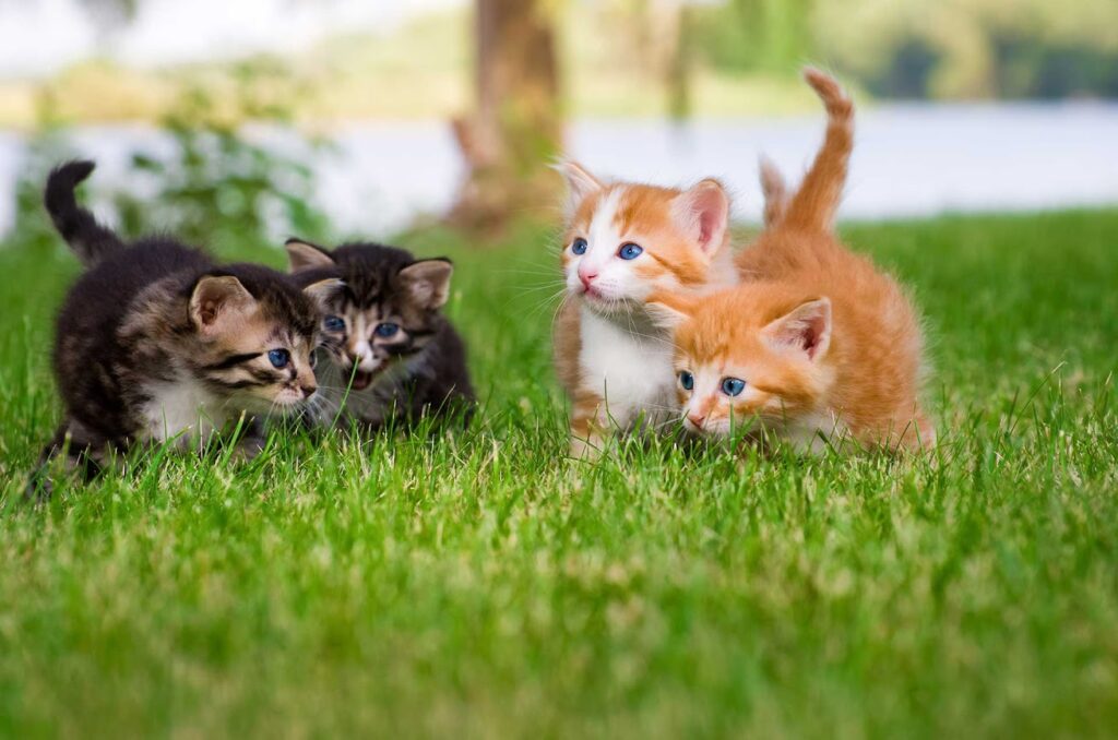 Four adorable kittens with blue eyes, two tabby and two orange and white, exploring and playing together in lush green grass outdoors