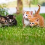 Four adorable kittens with blue eyes, two tabby and two orange and white, exploring and playing together in lush green grass outdoors