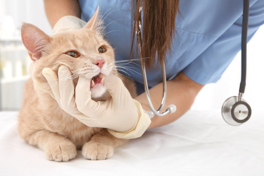 Veterinarian wearing gloves and scrubs gently opening an orange tabby cat's mouth to examine its teeth and gums during a dental checkup