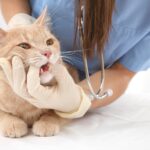 Veterinarian wearing gloves and scrubs gently opening an orange tabby cat's mouth to examine its teeth and gums during a dental checkup