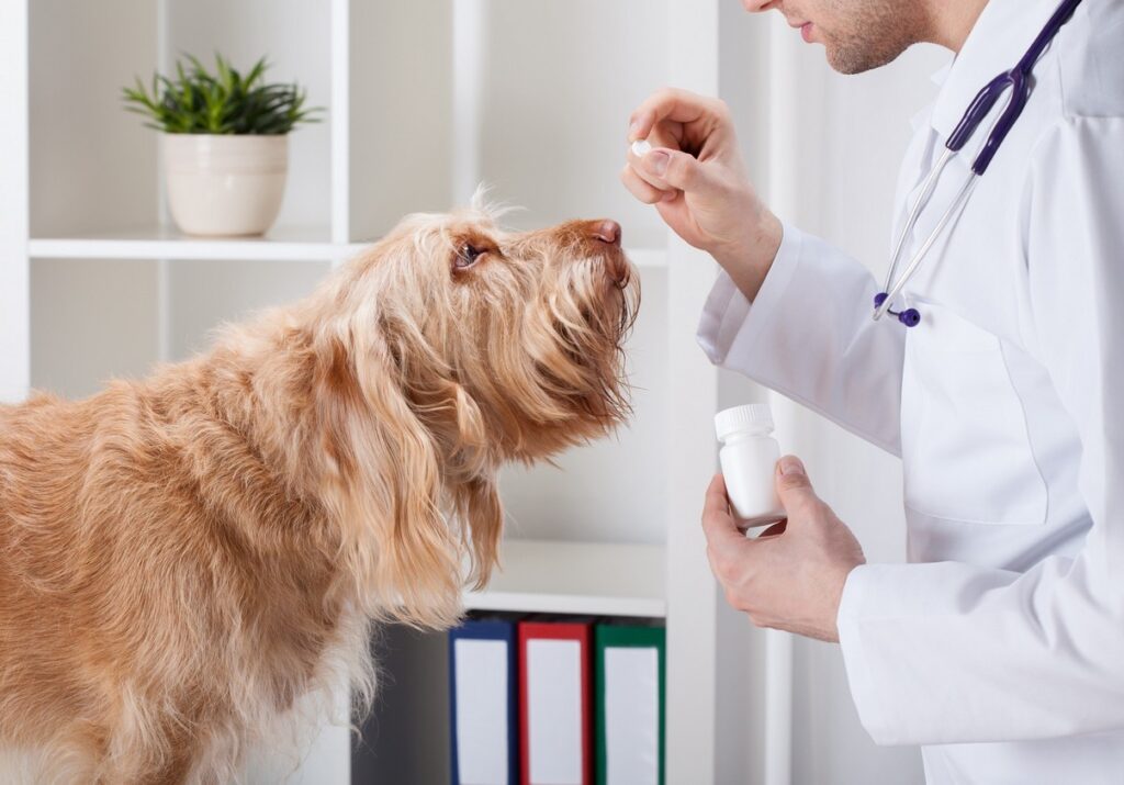 Veterinarian in white coat holding a pill bottle and giving oral medication to a golden long-haired dog at a veterinary clinic
