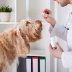 Veterinarian in white coat holding a pill bottle and giving oral medication to a golden long-haired dog at a veterinary clinic